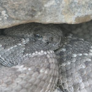 ARC - Western Diamondback Rattlesnake