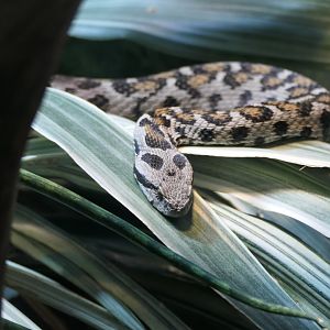 ARC - Ocellated Mountain Viper