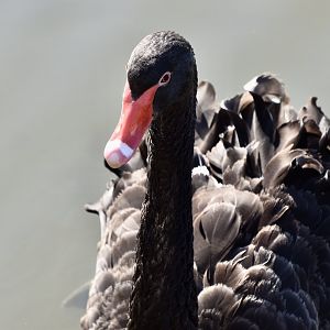 Black Swan (Cygnus atratus)