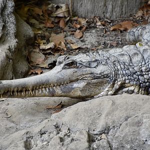 False Gharial (Tomistoma schlegelii)