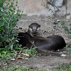 Indochinese Smooth-Coated Otter (Lutrogale perspicillata perspicillata)