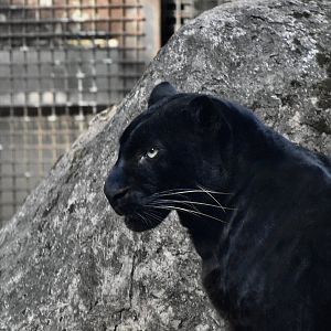Indochinese Leopard (Panthera pardus delacouri) melanistic
