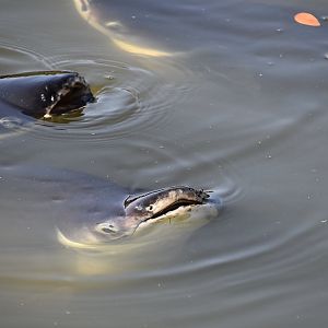 Iridescent Shark (Pangasianodon hypophthalmus)