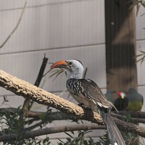 Aviary - Red-billed Hornbill