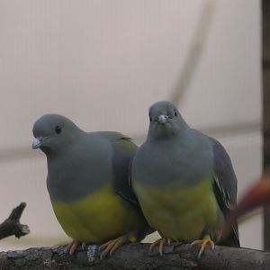 ARC - Bruce's Green Pigeon