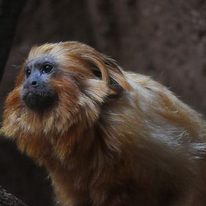 Conservation Outpost - Golden Lion Tamarin
