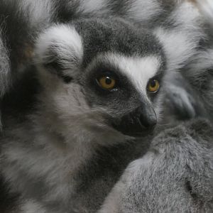 Conservation Outpost - Ring-tailed Lemur