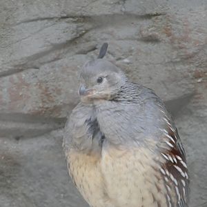 ARC - Gambel's Quail