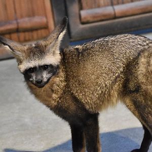 Bat-Eared Fox (Otocyon megalotis)
