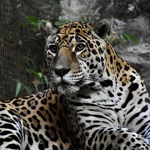 Jaguar (Panthera onca)