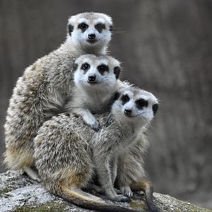 Meerkat (Suricata suricatta)