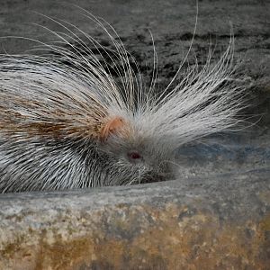 Malayan Porcupine (Hystrix brachyura) albino