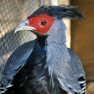Crawfurd's Kalij Pheasant (Lophura leucomelanos crawfurdii)
