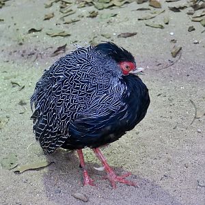 Lewis's Silver Pheasant (Lophura nycthemera lewisi)