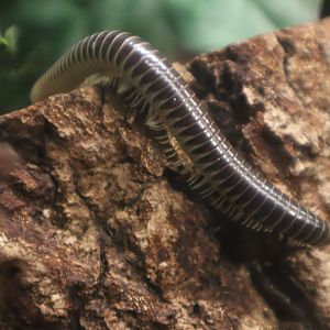 A Bird’s World - Florida Ivory Millipede