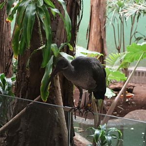 A Bird’s World - Hadada Ibis