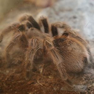A Bird’s World - Chilean Rose-Hair Tarantula