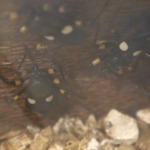 A Bird’s World - Two-Spotted Assassin Bug