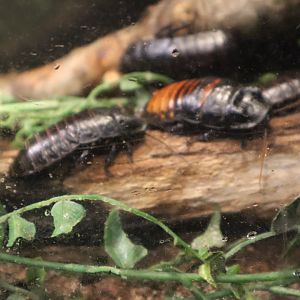 A Bird’s World - Madagascar Hissing Cockroach