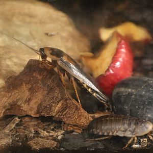 A Bird’s World - Dubia Roach