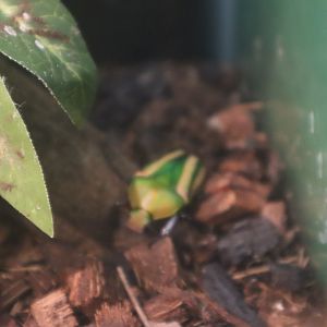 A Bird’s World - Flamboyant Flower Beetle