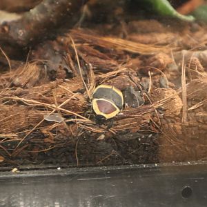 A Bird’s World - Sun Beetle