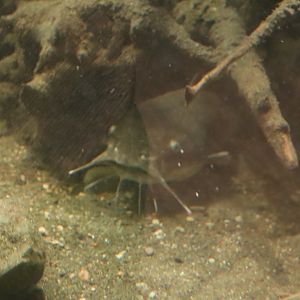 A Bird’s World - Brown Bullhead