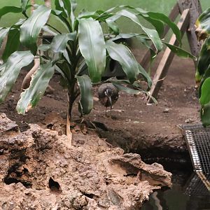 A Bird’s World - Sunbittern