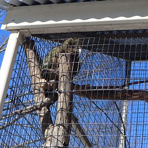 A Bird’s World - Kea