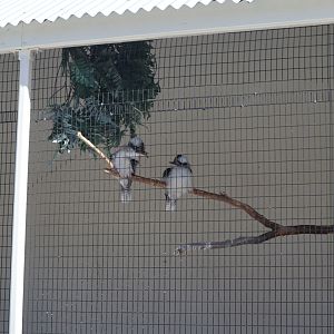 A Bird’s World - Laughing Kookaburra