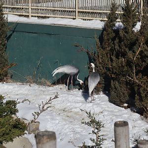 A Bird’s World - White-naped Crane