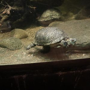 A Bird’s World - Coastal Plain Cooter