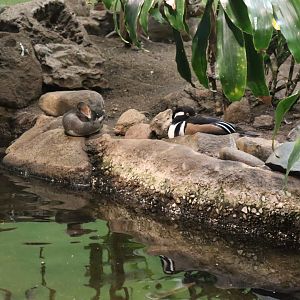A Bird’s World - Hooded Merganser