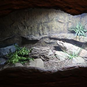 A Bird’s World - Common Bluetongue Enclosure