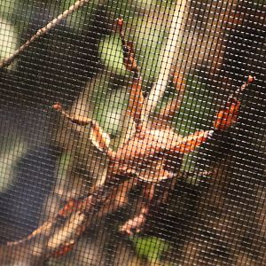 A Bird’s World - Spiny Leaf Insect