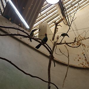 A Bird’s World - Green Aracaris and Red-Crested Turaco