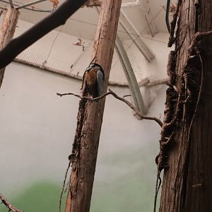 A Bird’s World - Boat-billed Heron