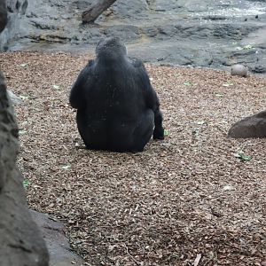 Tropical Forest - Western Lowland Gorilla, likely Little Joe