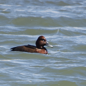 Ferruginous Duck ~ Watarase Retention Ponds