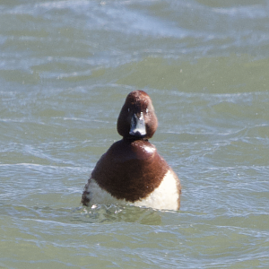 Ferruginous Duck ~ Watarase Retention Ponds