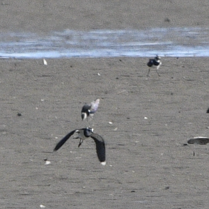 Northern Lapwing ~ Watarase Retention Ponds