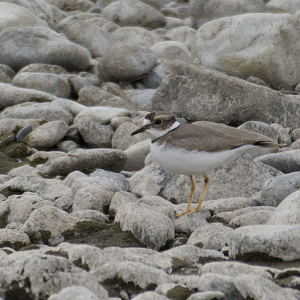 Long Billed Plover ~ Futako Tamagawa