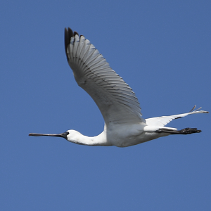 Black Faced Spoonbill ~ Kasai Rinkai Park