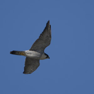 Peregrine Falcon  ~ Kasai Rinkai Park