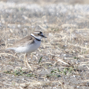 Long Billed Plover ~ Kasai Rinkai Park