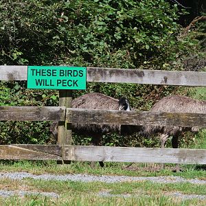 Emu (Dromaius novaehollandiae novaehollandiae), Bluebank Blueberry & Emu Farm