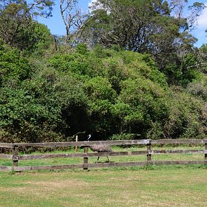 Emu (Dromaius novaehollandiae novaehollandiae) in paddock, Bluebank Blueberry & Emu Farm