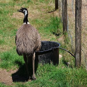 Emu (Dromaius novaehollandiae novaehollandiae), Bluebank Blueberry & Emu Farm