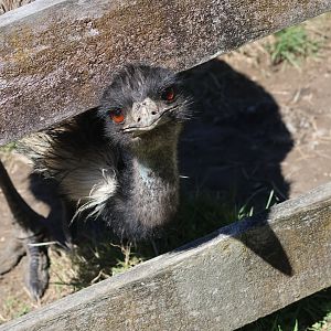 Emu (Dromaius novaehollandiae novaehollandiae), Bluebank Blueberry & Emu Farm