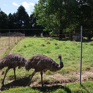 Emu (Dromaius novaehollandiae novaehollandiae) in paddock, Bluebank Blueberry & Emu Farm